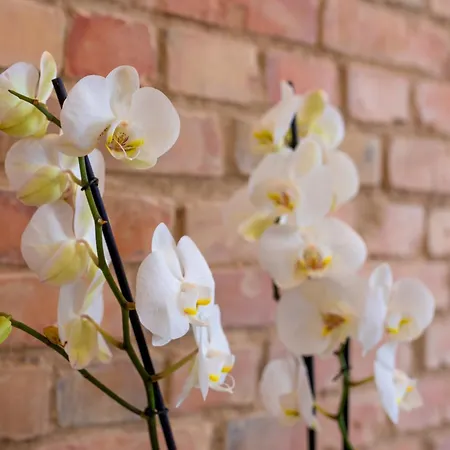 Appartement Provenir Strzelecka 25 Poznań