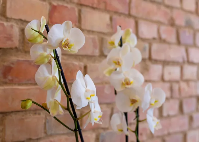 Apartamento Provenir Strzelecka 25 Poznań