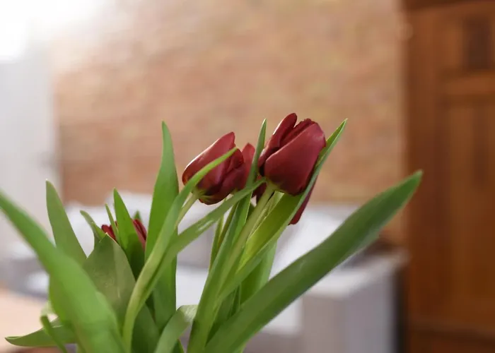 Provenir Strzelecka 25